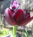 Queen of the Night Tulip