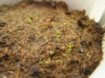 Drosera seedlings