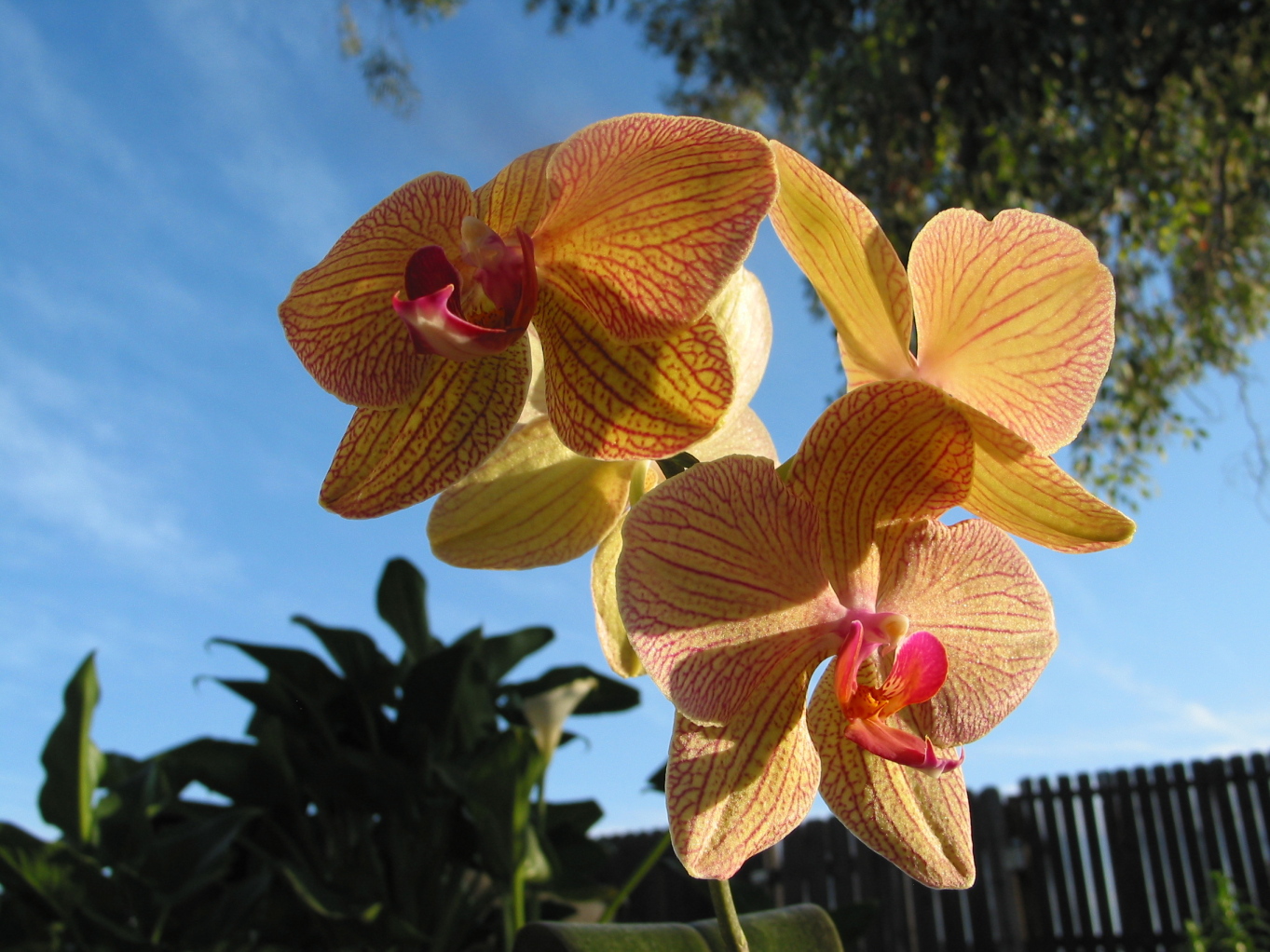 Орхидеи фаленопсисы оранжево коричневого цвета