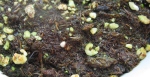 Venus Flytrap seedlings