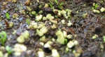 Venus Flytrap Seedlings